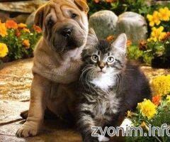 Ветеринар к Вам на дом - Изображение 1
